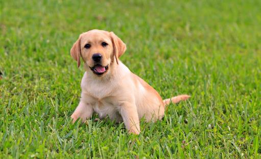不要这样养狗,狗狗老去的速度,铲屎官再也追不上了