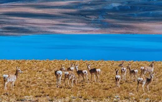 高山反应把美好行程变成噩梦 应对高山反应的方法-很美的