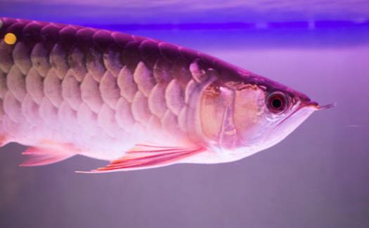 不同的观赏鱼有不同的意义 家养观赏鱼的饲养方法-很美的