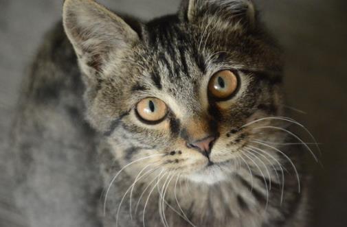 狸花猫会自己挑选主人 狸花猫幼猫成猫喂养指南-很美的