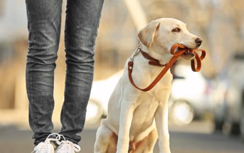 怎样训练狗狗上厕所?训练狗狗定点大小便方法!