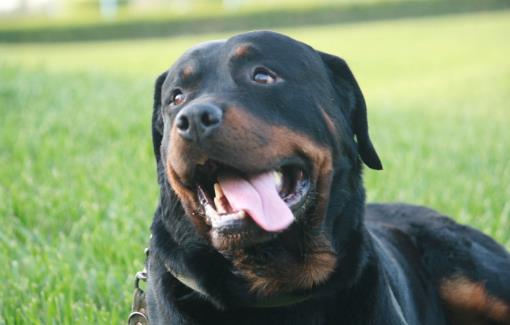 铲屎官没有留意到的小细节,让狗狗倍感难受的同时,还容