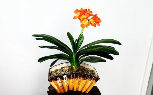 君子兰的移植方法和注意事项-很美的