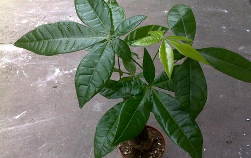 室内观叶植物种类多差异大 观叶植物的常见问题诊治-很美的