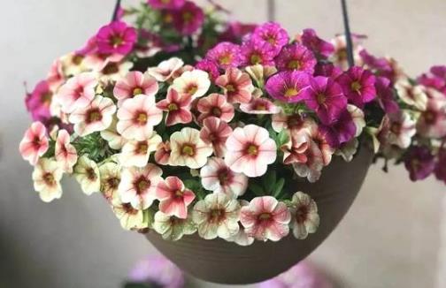 城市家庭露台阳台养花 养护要点和注意事项-很美的