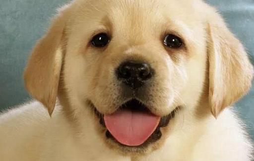 上班族照顾自己的狗狗宝贝妙招 上班族养狗知识汇总-很美的