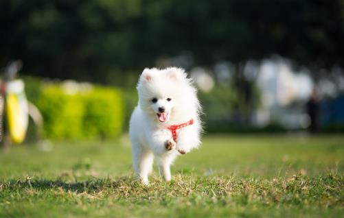 女生适合养的宠物狗推荐 几个适合女性饲养的宠物狗-很美的