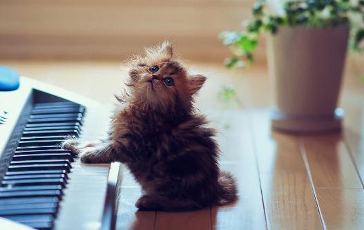 小猫的饲养管理方法-很美的