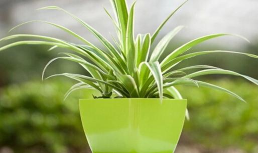 教你如何种植金心吊兰-很美的