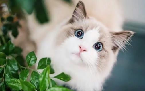 猫毛柔顺光滑代表健康 布偶猫对毛发好的饮食百科-很美的