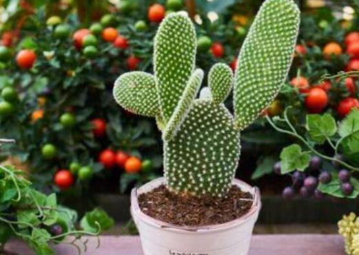 仙人掌竟然不是防辐射小卫士?