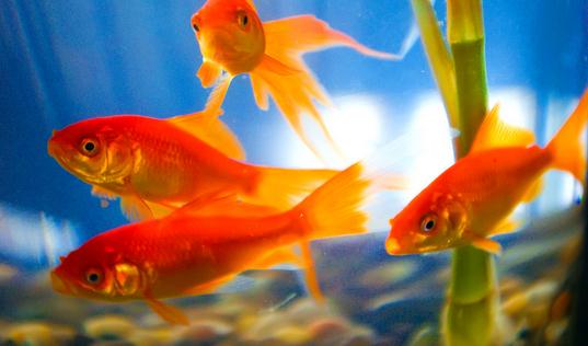 养金鱼保持水质的方法-很美的