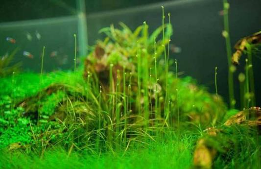 水草是什么?水草的种类和特征-很美的