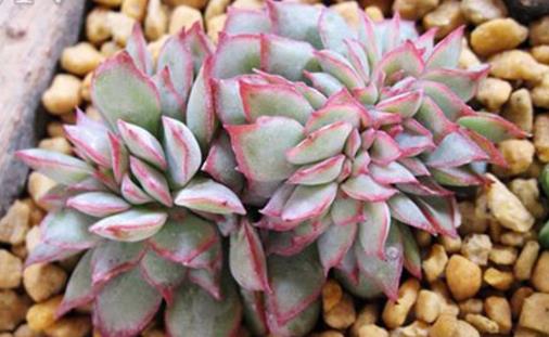 家庭养花：多肉黑腐潜伏期及防治方法-很美的