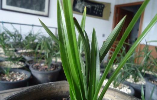 养兰花甚佳的基质 兰花爆盆枝叶蹭蹭长-很美的