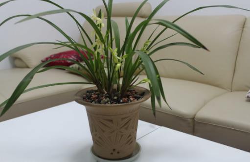 温度高,兰花“问题”多,叶子“干尖”怎么办,这5点要做