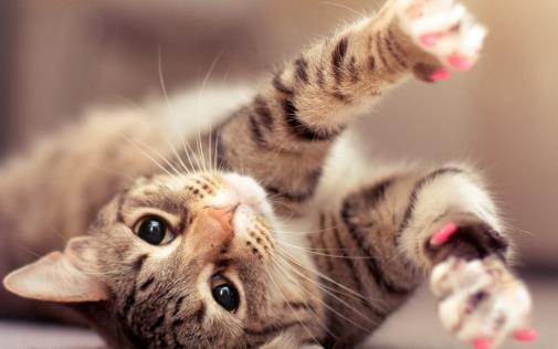 猫咪喜欢抓家具主人很苦恼 防止猫抓家具的方法介绍-很美的