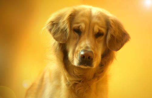 狗狗看上去奇怪的行为 其实是在表达对铲屎官的爱-很美的