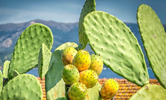 这4类花草养在家里等于不要命