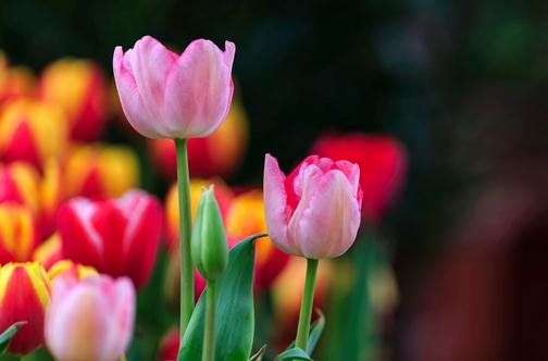 家养郁金香茎短花小是啥原因?-很美的