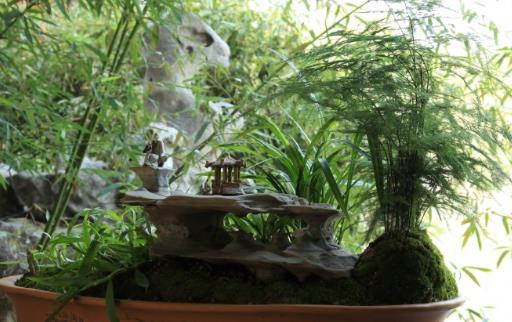 家庭养花 适合家庭养植的耐阴植物-很美的