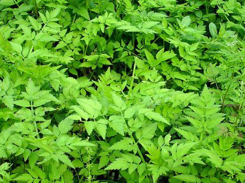 绿色植物吸收或降解土壤、地下水或大气中污染物-很美的