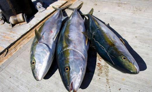 3类食物可致胎儿畸形 孕妇慎食!
