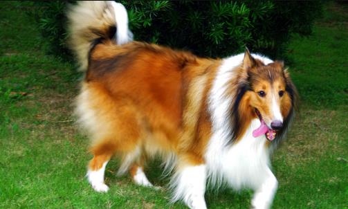 不同的狗狗品种,匹配不同的铲屎官,性格相同才最合适