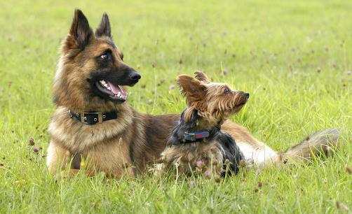 想要养狗必须要了解的选狗原则-很美的
