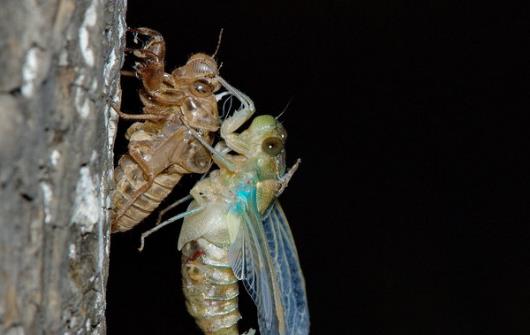 享用美味金蝉的同时 避免破坏生态环境的建议-很美的