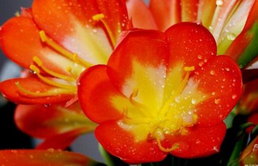 君子兰养得好,9点“注意事项”,都做到不信养不好!