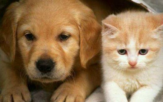 猫未必比狗聪明 猫表示智商测试跟我没关系-很美的