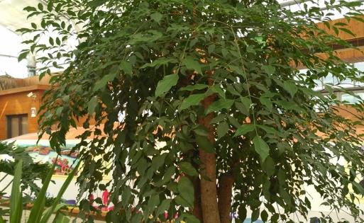 家庭养花:幸福树的冬季养护