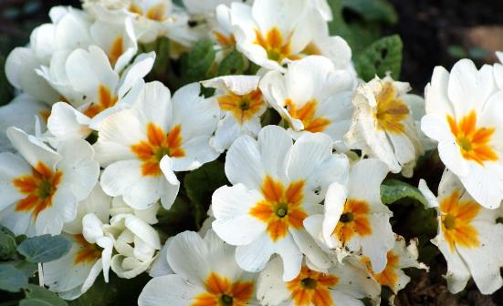 这四类花草养在家里等于不要命 在家养花草要避免健康隐患-很美的