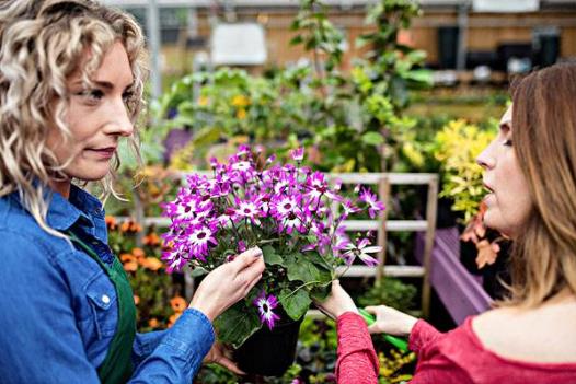 细数家庭花卉生长期和休眠期修剪最佳时间及方法-很美的