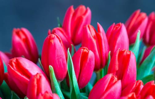 郁金香的花边是怎样形成的 花边可能是种球基因突变-很美的