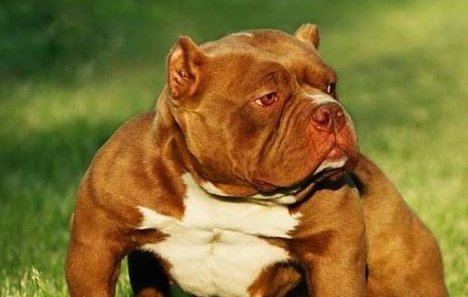 狗狗乱叫被邻里投诉 狗狗乱叫的原因和制止狗狗的方法-很美的