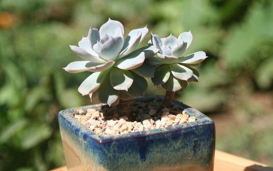 蓝石莲的浇水方法-很美的