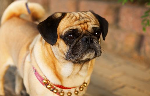 狗狗多大开始训练?基础训练三个月开始