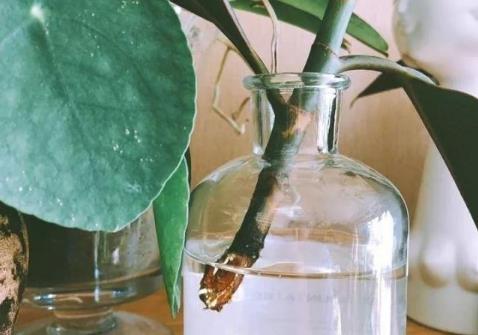 生根剂不用买 学会这些多蔫的枝条插个根就能活-很美的