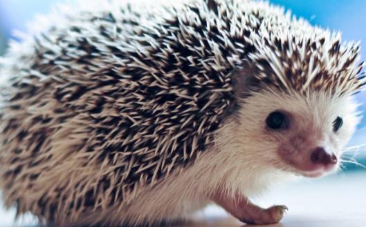 把刺猬当宠物来养 养刺猬的经验-很美的
