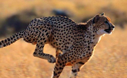 豹子小身躯有着大能量 关于豹子的冷知识-很美的