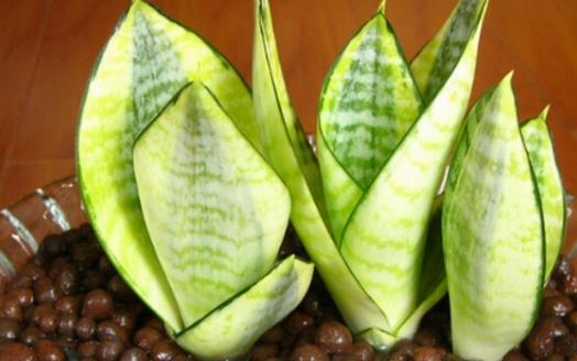 家庭养花:放着也能活的虎皮兰