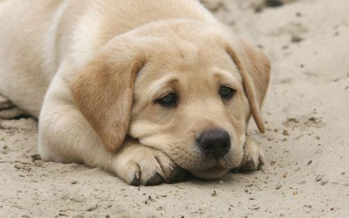 狗狗经常叹气是否是因心情不好 不要忽视狗狗的叹气-很美的