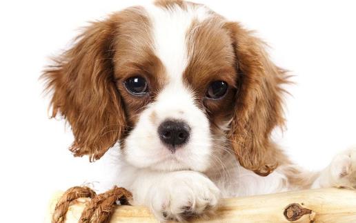 狗发生特殊情况受伤 狗的急救与护理常识