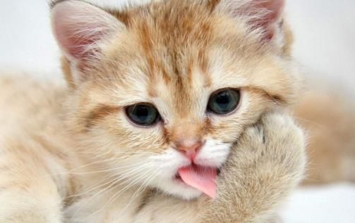 猫咪年算多大才算是长大成猫 猫咪日常喂养注意事项-很美的