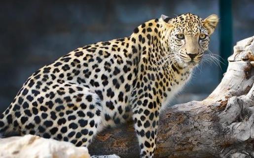 豹子的家族成员:原来豹子还分这么多类型