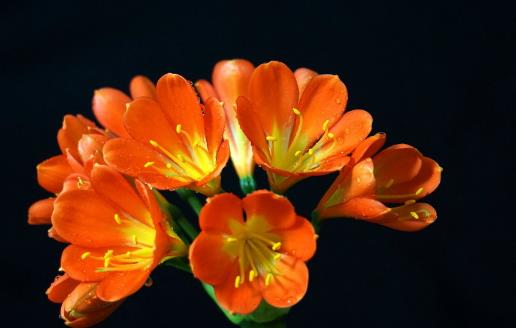 室内养“君子兰”,七八月“讲究”多,“4件事”坚决别做