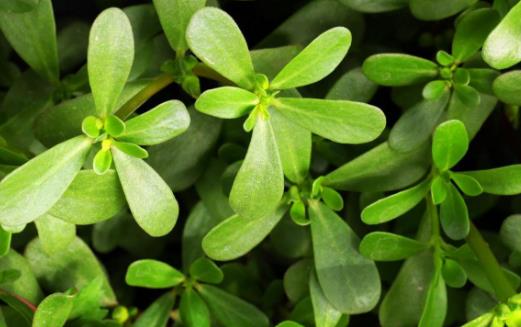 马齿苋作用大 花盆里栽一棵观赏食用都不错-很美的