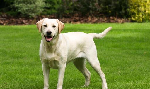 怎样训练狗狗上厕所?训练狗狗定点大小便方法!